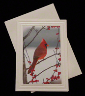 Celtic Sunrise Cardinal Card