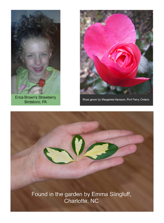 Hearts Discovered in strawberries